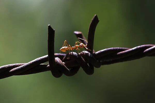 Asian Weaver Ant -Oecophylla smaragdina- on barbed wire