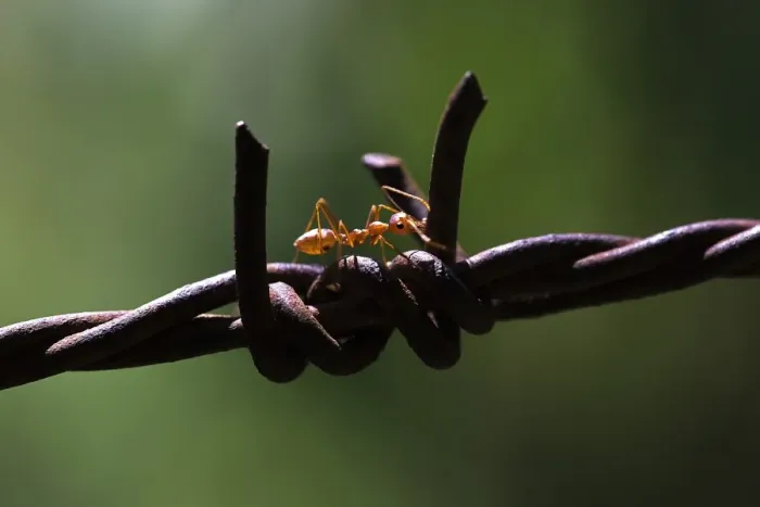 Framed Print : Asian Weaver Ant -Oecophylla smaragdina- on barbed wire Framed Print : Asian Weaver Ant -Oecophylla smaragdina- on barbed wire