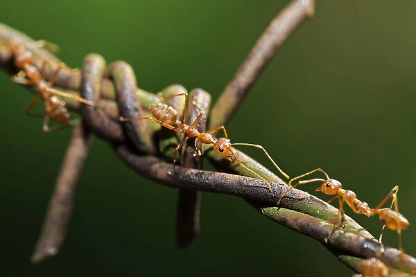 Asian Weaver Ants -Oecophylla smaragdina- on barbed wire