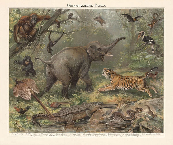 Asian wildlife, chromolithograph, published in 1897