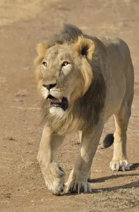 Framed Print : Asiatic Lion -Panthera leo persica-, male, Gir Interpretation Zone, Gir Forest National Park, Gir Sanctuary, Gujarat, India Framed Print : Asiatic Lion -Panthera leo persica-, male, Gir Interpretation Zone, Gir Forest National Park, Gir Sanctuary, Gujarat, India