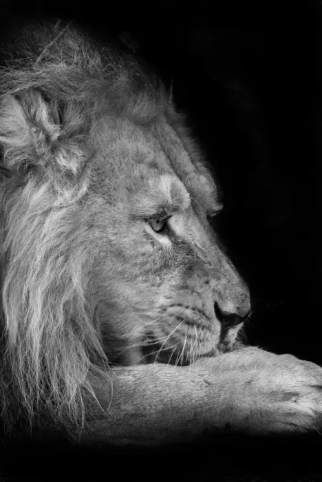 Framed Print : Asiatic lion (Panthera leo persica) Framed Print : Asiatic lion (Panthera leo persica)