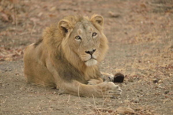 Asiatic Lion -Panthera leo persica-, male, Gir Forest National Park, Gir Sanctuary, Gujarat, India