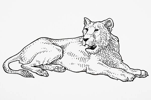 Asiatic Lion (Panthera leo persica), roaring