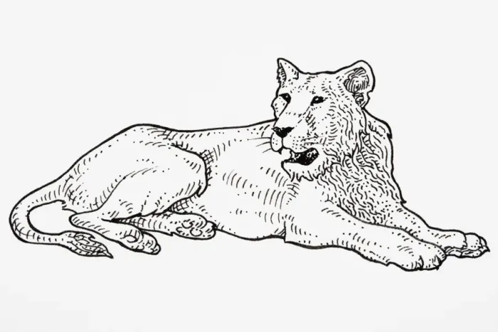 Framed Print : Asiatic Lion (Panthera leo persica), roaring Framed Print : Asiatic Lion (Panthera leo persica), roaring