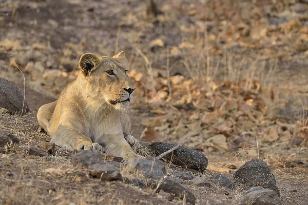 Asiatic Lion -Panthera leo persica-, young male, Gir Forest National Park, Gir Sanctuary, Gujarat, India