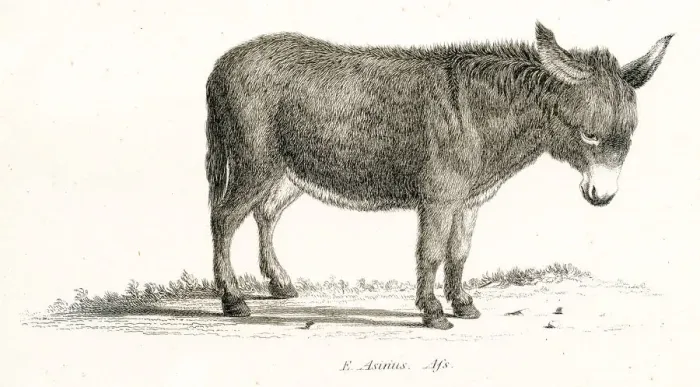 Framed Print : Asinus engraving 1803