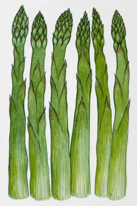 Framed Print : Asparagus Framed Print : Asparagus