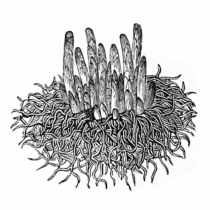Framed Print : Asparagus (Asparagus officinalis) Framed Print : Asparagus (Asparagus officinalis)