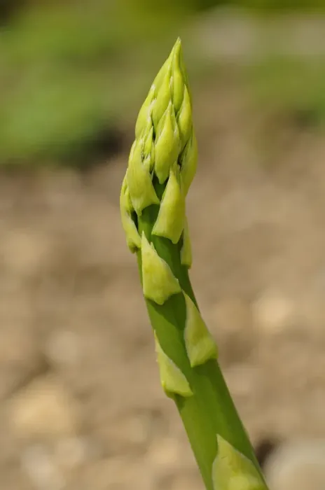 Framed Print : Asparagus -Asparagus officinalis-, Europe