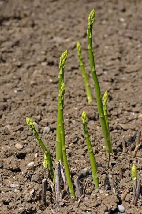Framed Print : Asparagus -Asparagus officinalis-, Europe Framed Print : Asparagus -Asparagus officinalis-, Europe