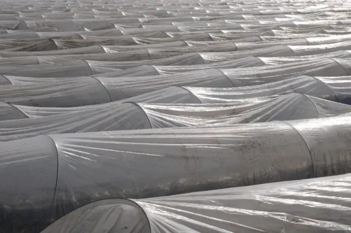 Framed Print : Asparagus field covered with plastic sheets, polytunnel, Rhine-Main area, Germany, Europe Framed Print : Asparagus field covered with plastic sheets, polytunnel, Rhine-Main area, Germany, Europe