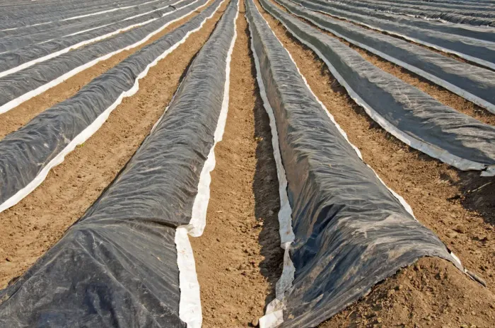 Framed Print : Asparagus field covered with plastic sheets, Meschenich, Cologne, Rhineland, North Rhine-Westphalia, Germany Framed Print : Asparagus field covered with plastic sheets, Meschenich, Cologne, Rhineland, North Rhine-Westphalia, Germany