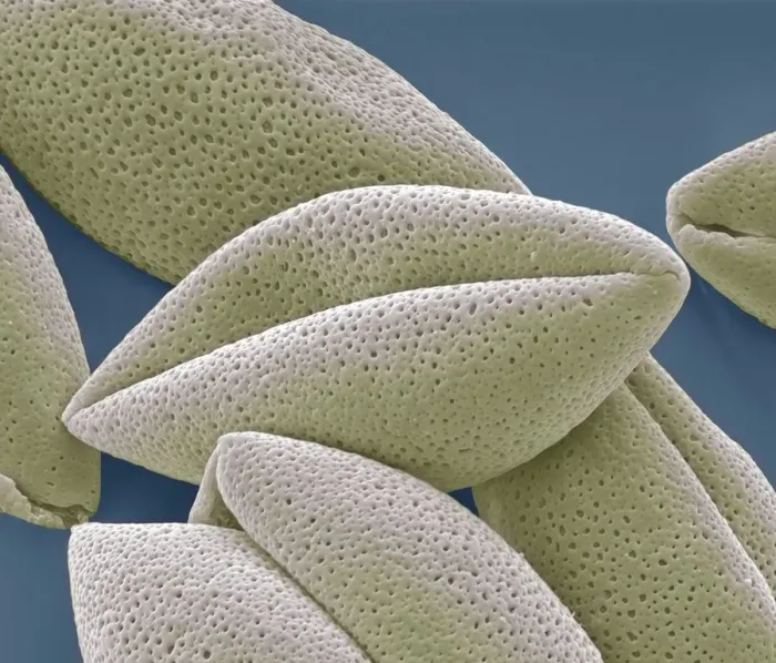 Framed Print : Asparagus pollen grains, SEM Framed Print : Asparagus pollen grains, SEM