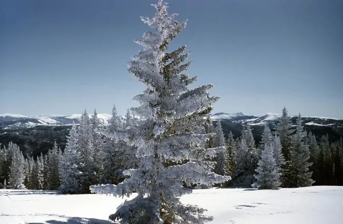 Framed Print : Aspen Colorado Framed Print : Aspen Colorado