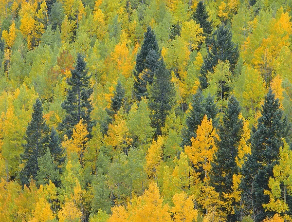 Aspen and conifer forest in autumn, San Juan Mountains, San Juan National Forest, Colorado, USA