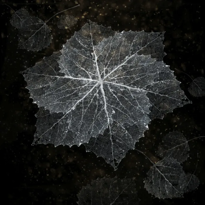 Framed Print : Aspen lace snowflake Framed Print : Aspen lace snowflake
