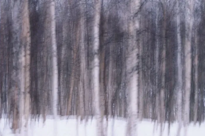 Framed Print : Aspen (Populus sp. ) and birch (Betula sp. ) tree trunks in snow