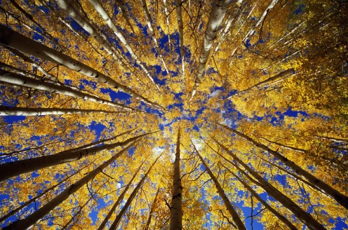 Framed Print : Aspen (Populus sp. ) grove, autumn, low angle view Framed Print : Aspen (Populus sp. ) grove, autumn, low angle view