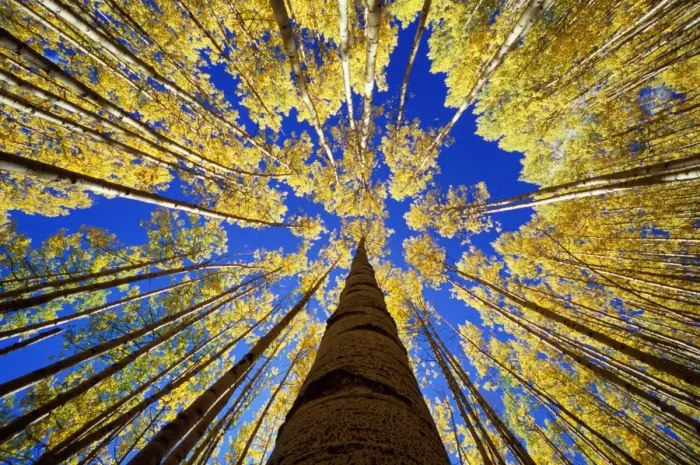 Framed Print : Aspen (Populus sp. ) grove, autumn, low angle view Framed Print : Aspen (Populus sp. ) grove, autumn, low angle view