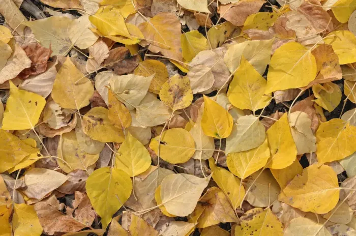 Framed Print : Aspen -Populus tremula-, autumn coloured leaves on the ground, Warm Springs Road, Ketchum, Idaho, USA Framed Print : Aspen -Populus tremula-, autumn coloured leaves on the ground, Warm Springs Road, Ketchum, Idaho, USA