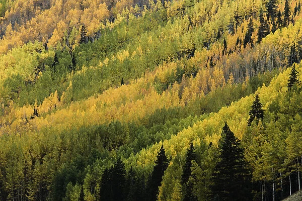 Aspen tree pattern on mountain slope near Crystal Lake, near Ouray, Colorado, USA