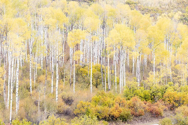 Aspen trees in autumn, Kebler Pass, Colorado, USA