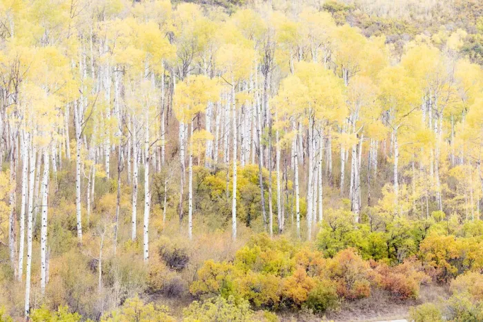 Framed Print : Aspen trees in autumn, Kebler Pass, Colorado, USA Framed Print : Aspen trees in autumn, Kebler Pass, Colorado, USA