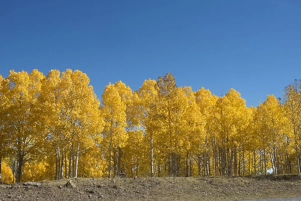 Aspen trees, Boulder Mountain Painted with Fall Colour, Utah, USA