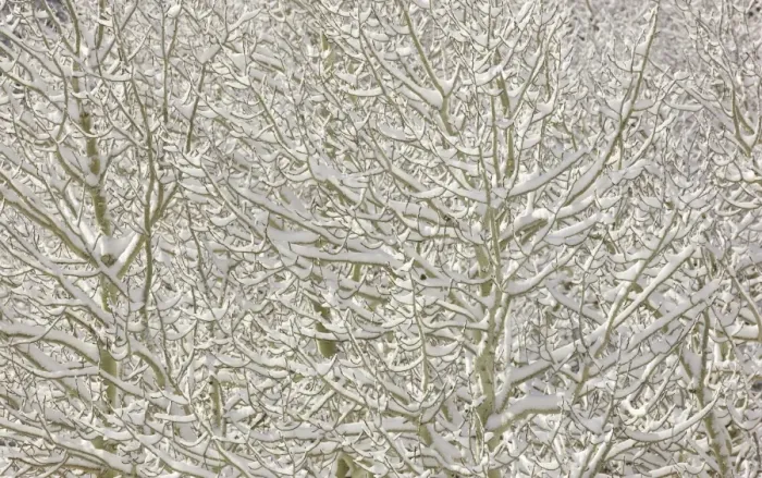 Framed Print : Aspen trees after first snow, CA Framed Print : Aspen trees after first snow, CA