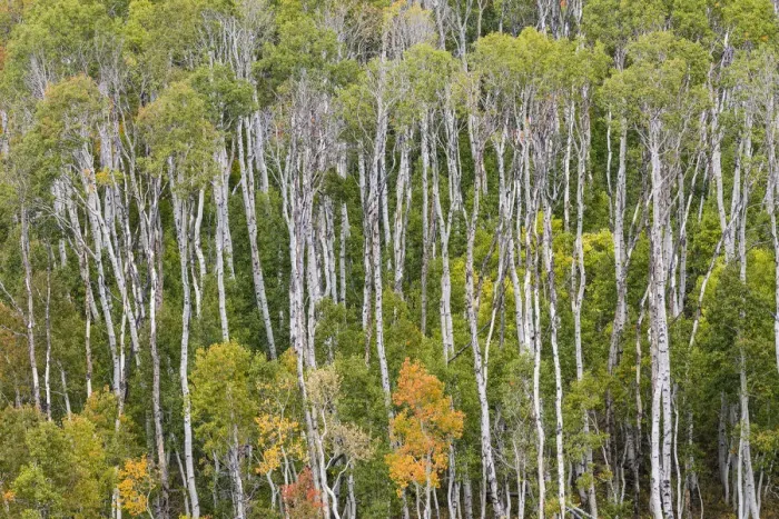 Framed Print : Aspen trees in Manti-La Sal National Forest, Utah, USA
