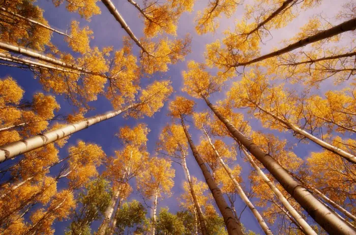 Framed Print : Aspen trees (Populus sp. ) in autumn, low angle view