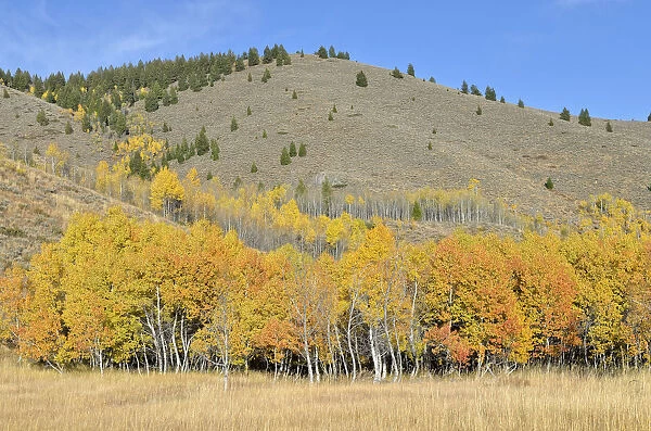 Aspen trees -Populus tremula- with autumnal coloured foliage, Highway 75, Ketchum, Idaho, USA
