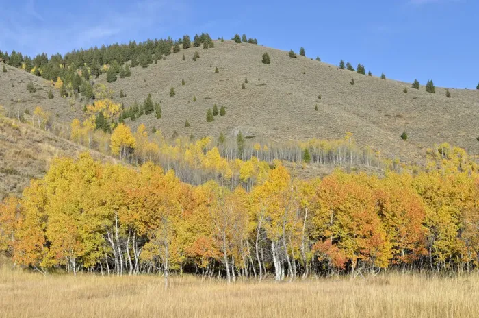 Framed Print : Aspen trees -Populus tremula- with autumnal coloured foliage, Highway 75, Ketchum, Idaho, USA Framed Print : Aspen trees -Populus tremula- with autumnal coloured foliage, Highway 75, Ketchum, Idaho, USA