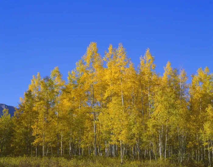 Framed Print : Aspen trees (Populus tremuloides) against blue sky, Gunnison National Forest, Colorado, USA Framed Print : Aspen trees (Populus tremuloides) against blue sky, Gunnison National Forest, Colorado, USA
