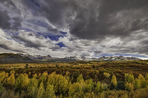Aspen trees and Sneffels Range in autumn, Mount Sneffels Wilderness, Uncompahgre National Forest, Colorado, USA