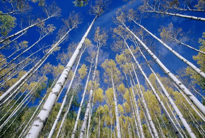 Framed Print : Aspen and white birch grove, low angle view, autumn Framed Print : Aspen and white birch grove, low angle view, autumn