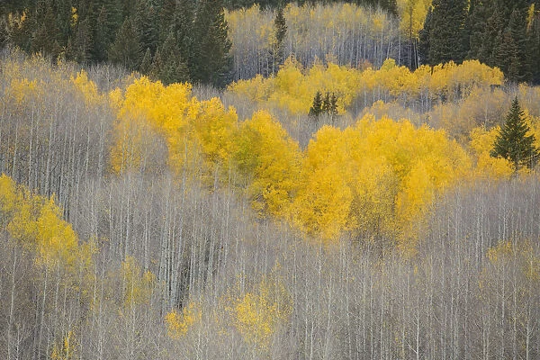 Aspens in fall color, Gunnison National Forest, Colorado, USA