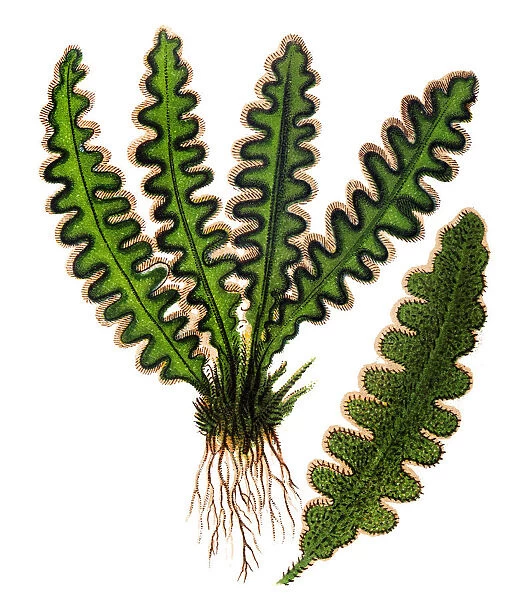 Asplenium ceterach (Ceterach officinarum) is a fern species commonly known as Rustyback