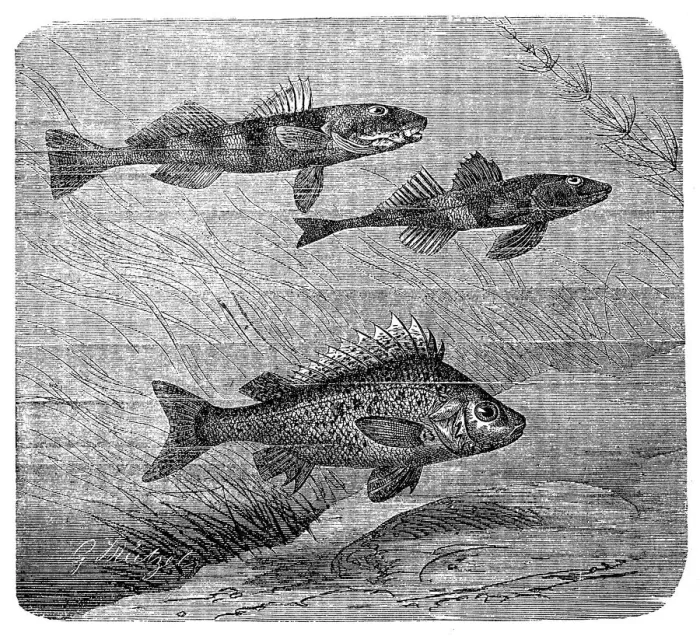 Framed Print : Aspro, Zingel asper and Eurasian ruffe Framed Print : Aspro, Zingel asper and Eurasian ruffe