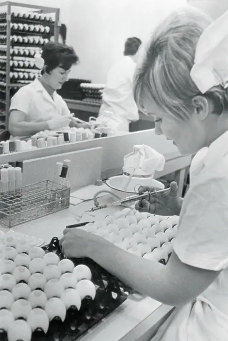 Framed Print : Assistant Inoculating Eggs with Influenza Vaccine Framed Print : Assistant Inoculating Eggs with Influenza Vaccine