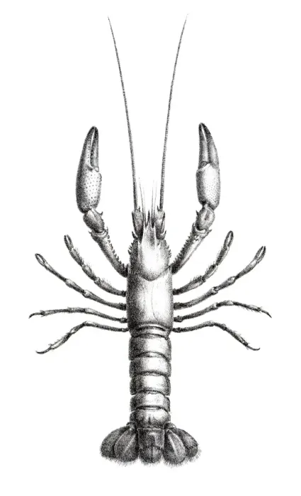 Framed Print : Astacidae Crawfish engraving 1870