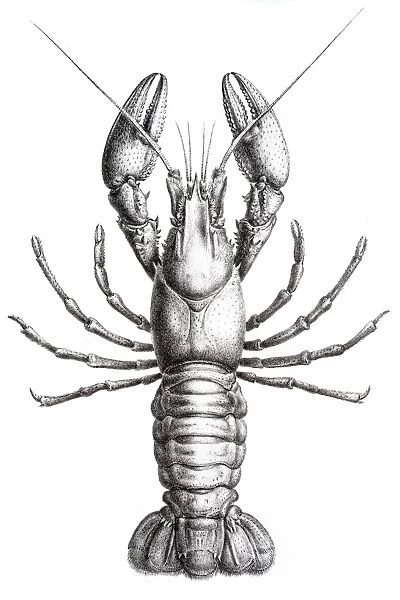 Astacidae Crawfish engraving 1870
