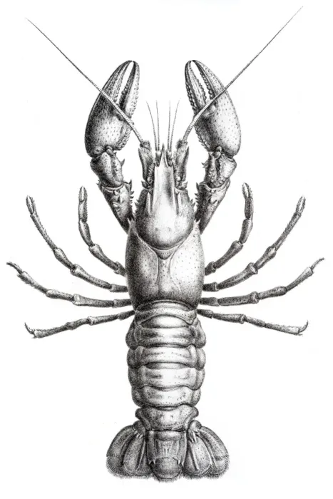 Framed Print : Astacidae Crawfish engraving 1870 Framed Print : Astacidae Crawfish engraving 1870