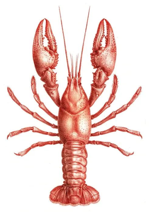 Framed Print : Astacidae Crawfish engraving 1870 Framed Print : Astacidae Crawfish engraving 1870