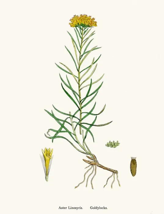 Framed Print : Aster goldenlock flower 19th century illustration Framed Print : Aster goldenlock flower 19th century illustration