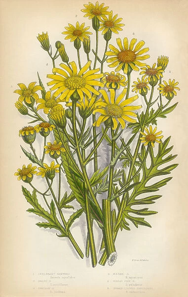 Aster, Ragwort, Tansy, Groundsel, Victorian Botanical Illustration