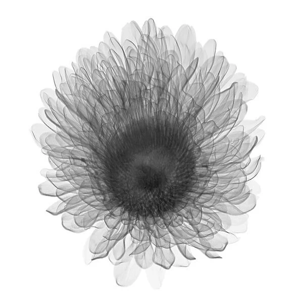 Aster, X-ray