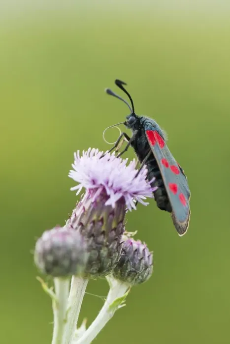 Framed Print : asteraceae, blossoming, burnet moth, butterfly, compositae, emsland, insecta, natural environment Framed Print : asteraceae, blossoming, burnet moth, butterfly, compositae, emsland, insecta, natural environment