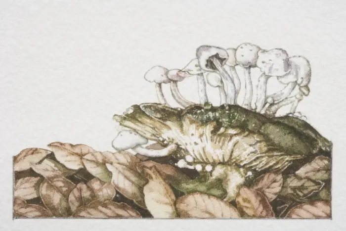 Framed Print : Asterophora parasitica, Pick-a-back Toadstool mushrooms fruiting on large fungi Framed Print : Asterophora parasitica, Pick-a-back Toadstool mushrooms fruiting on large fungi